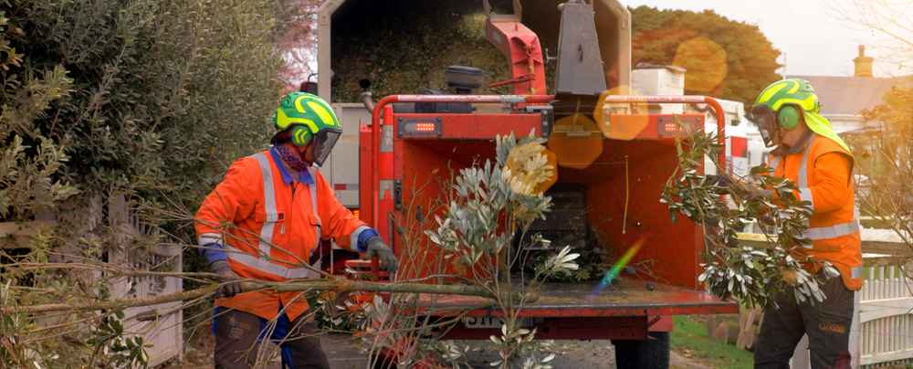 Crew cutting trees