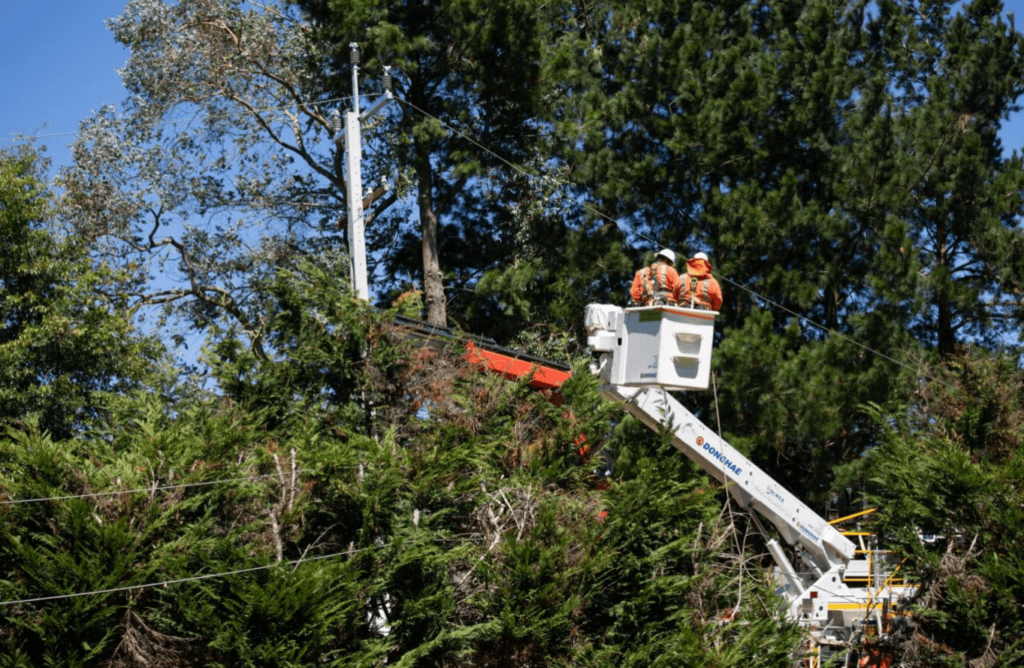 Damage to power lines by overgrown trees